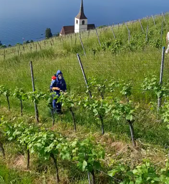 MSc_Cécile_Feldversuch