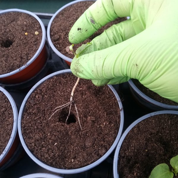 MSc_Cécile_Setzlinge